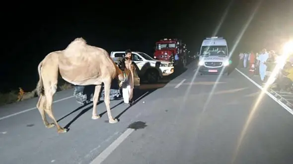 شتر راننده ام وی ام را به کشتن داد / در قم رخ داد + عکس