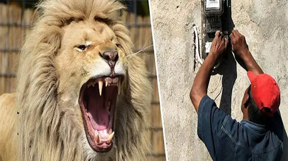 حمله شیر به مرد برق کار به خاطر مطالبه دستمزد
