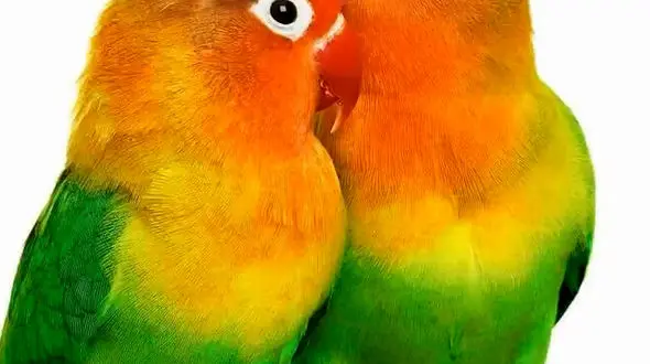 از تغذیه گروهی شیر ها تا عشق ورزیدن کوتوله های برزیلی