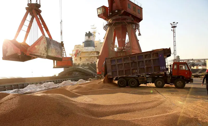 نهاده های دامی