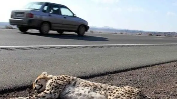 یک توله یوز ایرانی در اثر تصادف با خودرو کشته شد + جزئیات