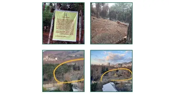 حمله سوسک های چوب خوار به درختان باارزش تهران!/ از سعدآباد تا چیتگر/قانون حفظ درختان چه می گوید؟