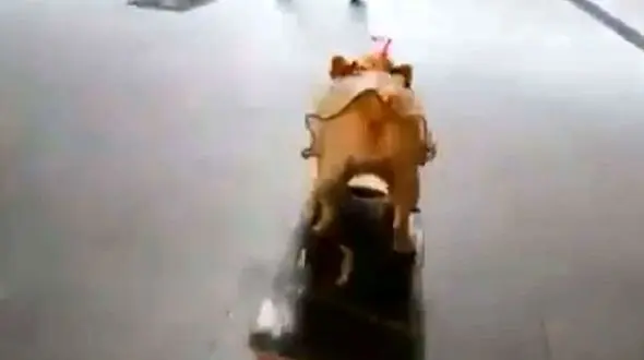 سگ اسکیت برد سوار چه می کند + فیلم