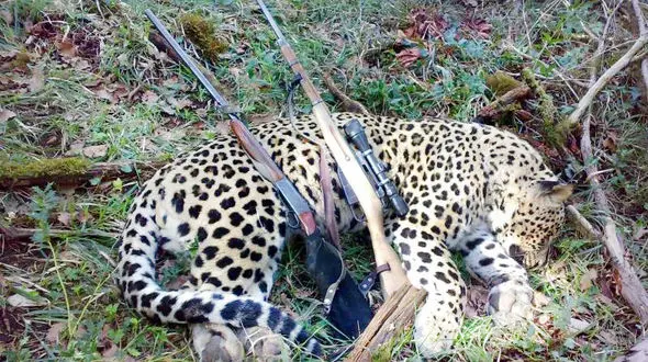 جریمه 80 میلیون تومانی برای شکار پلنگ ایرانی + عکس