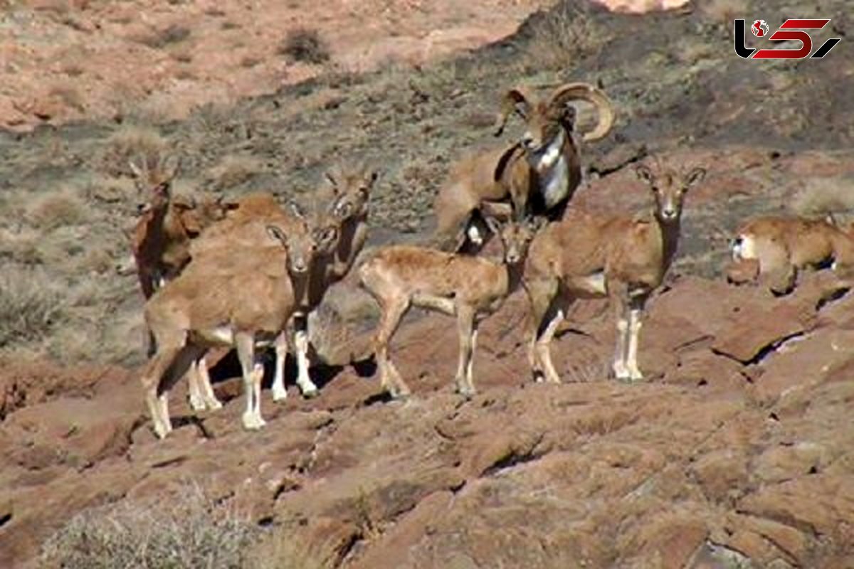 سرشماری زمستانه پستانداران علف خوار در هرمزگان