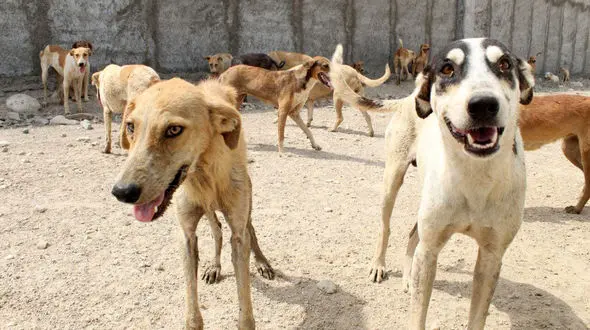 سگ های ولگرد پسر 4 ساله بیرجندی را دریدند  