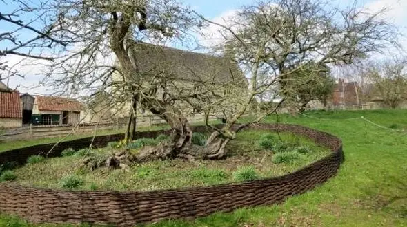 درخت واقعی سیب  در خانه نیوتن کشف شد+عکس