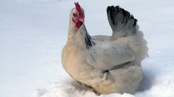 لحظه مواجه شدن مرغ ها با برف + فیلم
