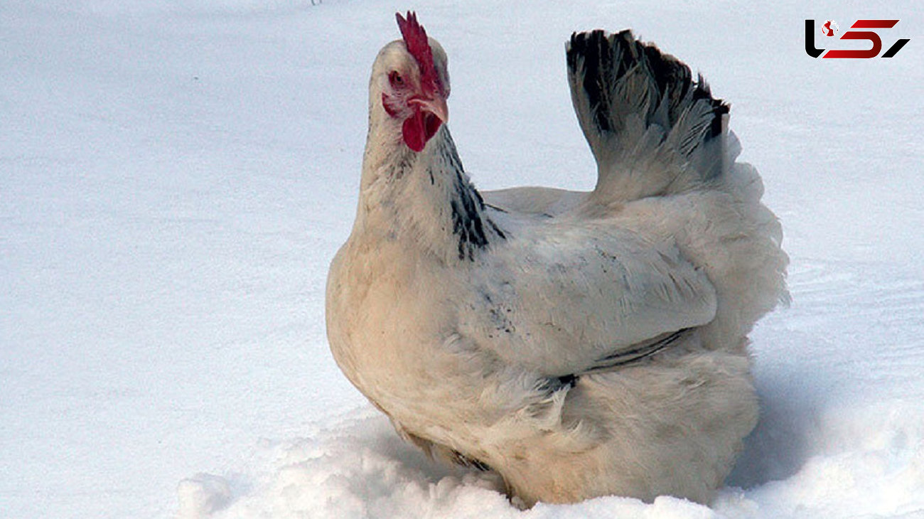 لحظه مواجه شدن مرغ ها با برف + فیلم