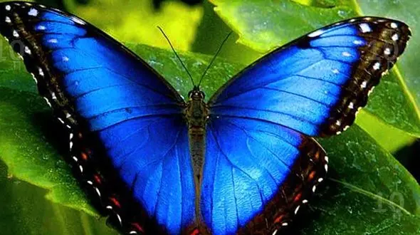 پروانه ها کالیفرنیا را رنگی کردند + فیلم 