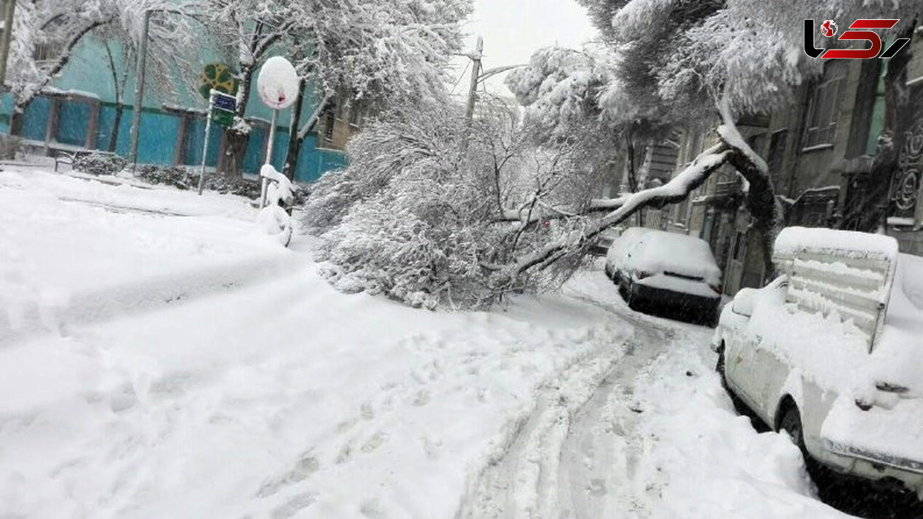 برف درخت تنومند را شکست و روی 2 خودروی لوکس افتاد / در نیاوران رخ داد
