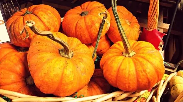 کدو حلوایی بخورید لاغر شوید