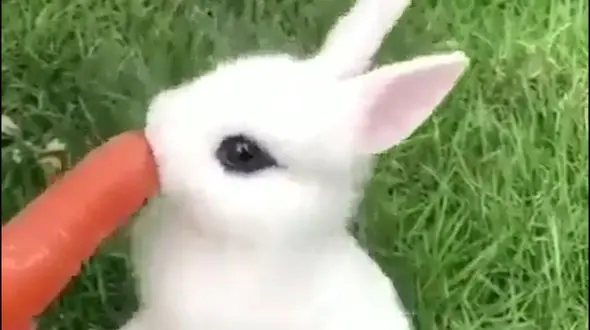 چطور این خرگوش سفیدبرفی هویج می خورد + فیلم