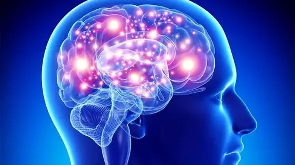 علت کوچک شدن مغز انسان چیست؟ بررسی علمی و تحلیلی