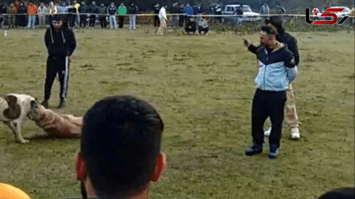 ۴ متهم حیوان‌آزار در مینودشت دستگیر شدند