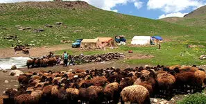عبور عشایر از بحران نهاده‌های دامی / تسهیلات مالی با تکیه بر دارایی‌های تعاونی‌ها