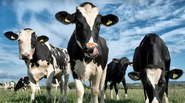 این 10 گاو در کاشمر دردسرساز شدند ! / پای پلیس به میان امد !