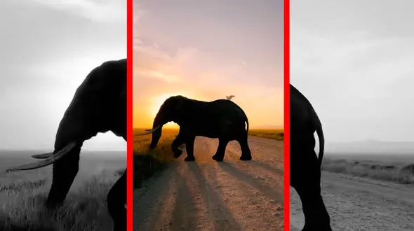 فیلم حیات وحش آفریقا در قاب تماشایی