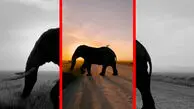 فیلم حیات وحش آفریقا در قاب تماشایی