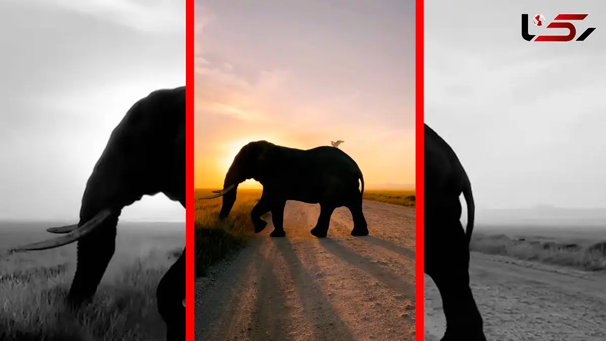 فیلم حیات وحش آفریقا در قاب تماشایی