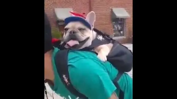 کوله پشتی برای نگه داشتن سگ خانگی+فیلم