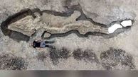 کشف فسیل اژدهای دریایی در انگلیس + عکس