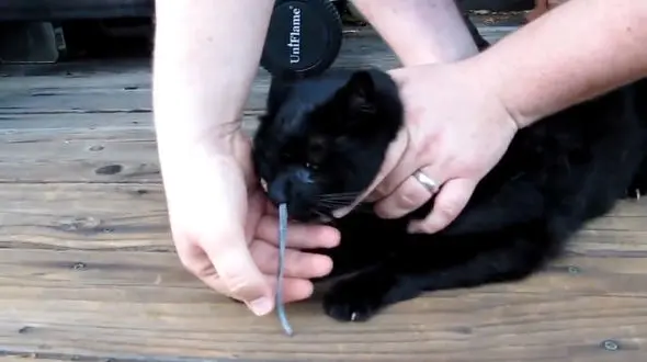 خارج شدن  یک مار از  بینی ! + فیلم