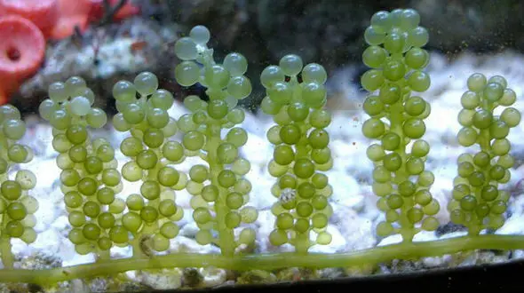 انگور های دریایی؛  غذای محبوب فیلیپینی ها