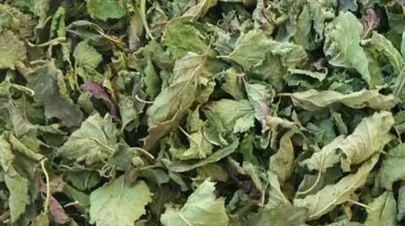 گیاهی که افسردگی تان را درمان میکند!