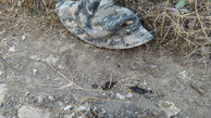 نشانه‌های حضور پلنگ در کوه سیاه دشتستان دیده شد