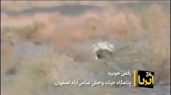 فیلم| رقص «هوبره» در پناهگاه حیات وحش «عباس‌آباد»