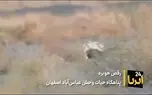 فیلم| رقص «هوبره» در پناهگاه حیات وحش «عباس‌آباد»