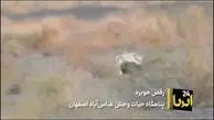 فیلم| رقص «هوبره» در پناهگاه حیات وحش «عباس‌آباد»