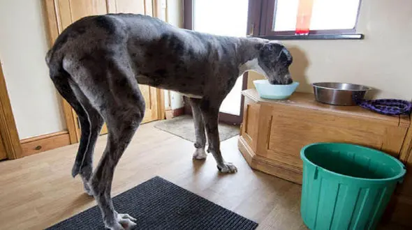 این سگ رکورددار گینس شد + فیلم