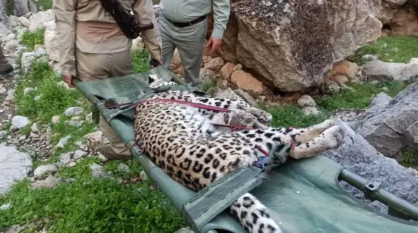  تلف شدن توله پلنگ در کوه‌های گچساران 

