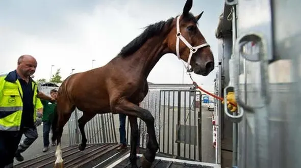 جنازه ای که اسب سواری کرد و باز هم مرد! + فیلم
