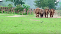 اقدام جالب فیل ها برای نجات بچه فیل+فیلم