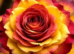 فال ابجد 17 بهمن