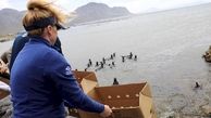 صحنه های آزاد سازی پنگوئن ها در سواحل قاره سیاه+ تصاویر