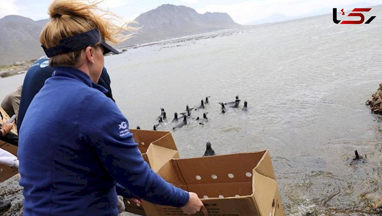 صحنه های آزاد سازی پنگوئن ها در سواحل قاره سیاه+ تصاویر