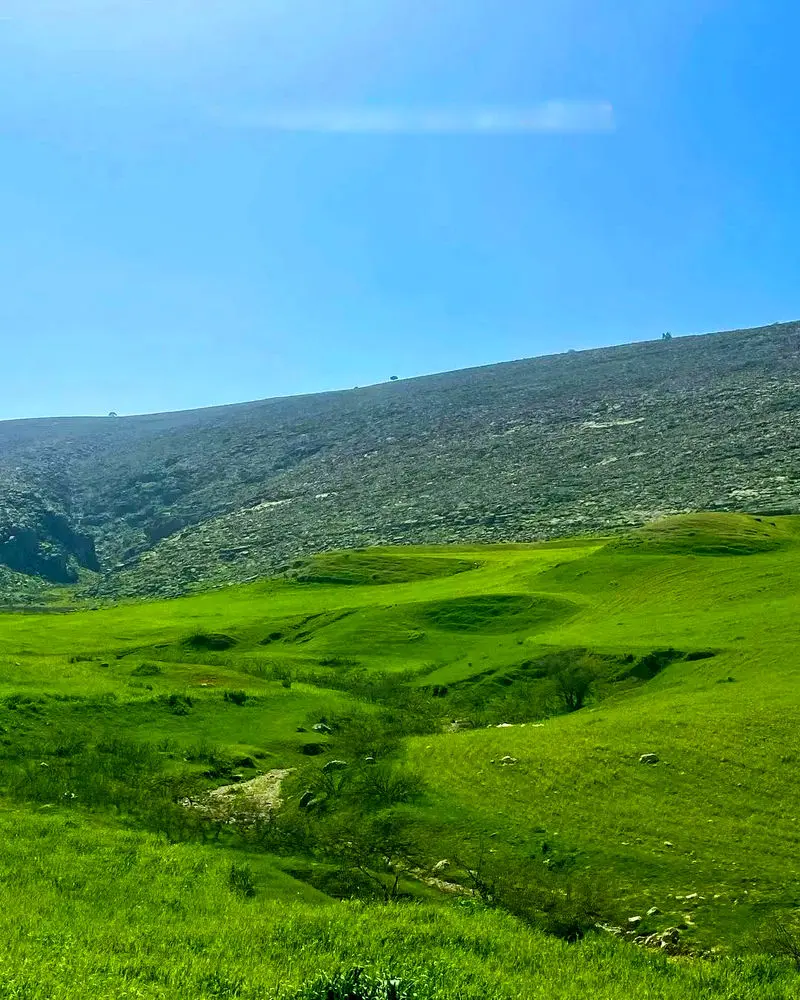 دست زیبای سوسن