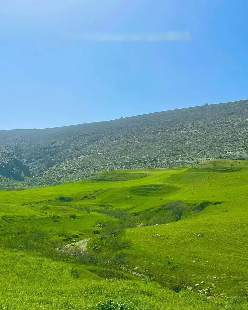 دست زیبای سوسن