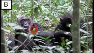 حرکات جالب شامپانزه‌ها برای خودنمایی 