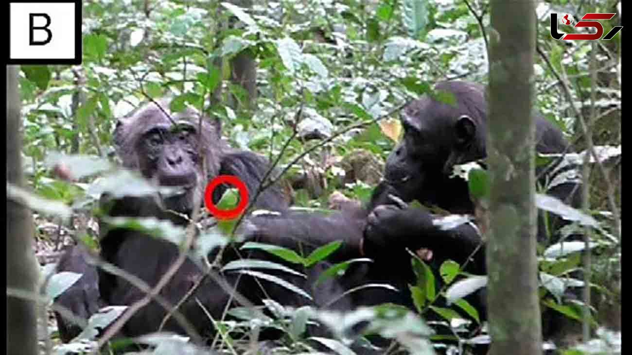 حرکات جالب شامپانزه‌ها برای خودنمایی 