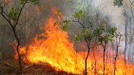 اشد مجازات و حبس برای آتش‌افروزان جنگلها 