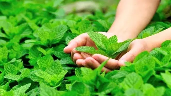 تسکین سردردهای میگرنی با این سبزی خوشبو