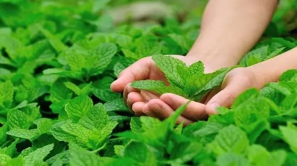 تسکین سردردهای میگرنی با این سبزی خوشبو