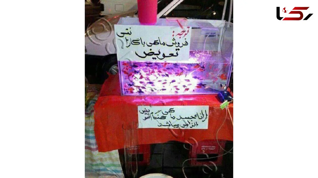فروش ماهی نوروز با گارانتی تعویض! / ارایه جسد ماهی الزامیست! + عکس