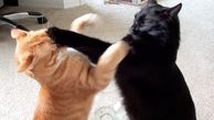 مسابقه کشتی بین 2 گربه در المپیک توکیو 2020 + فیلم 