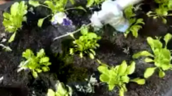 این ربات علف‌های هرز را نابود می کند + فیلم